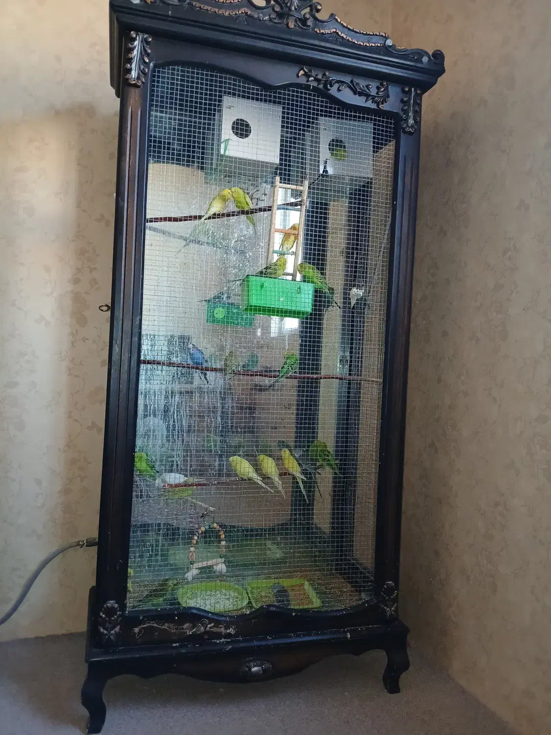 فروش مجموعه کامل بوفه‌ پرورش مرغ عشق|پرنده|بجنورد, |دیوار