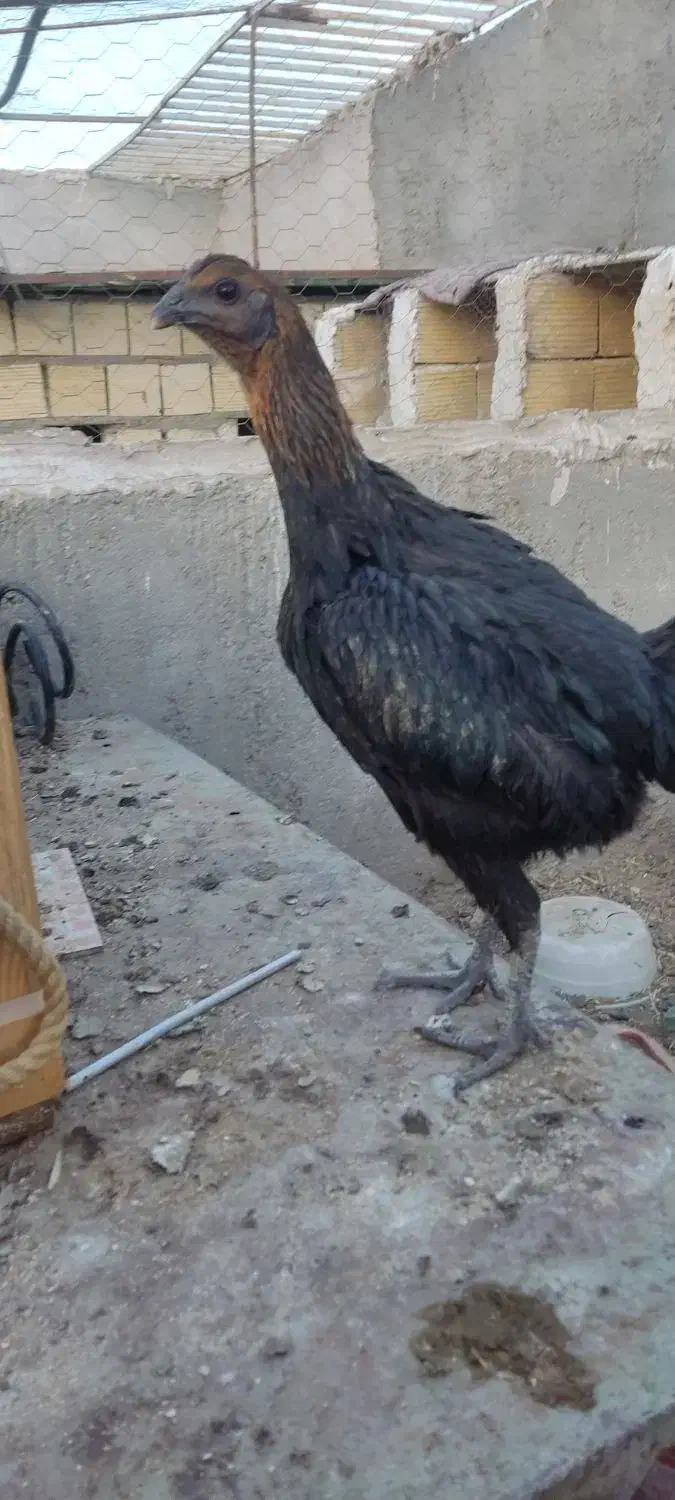 دو عدد خروس و سه عدد مرغ به همراه دو عدد جوجه مرغ|حیوانات مزرعه|زاهدان, |دیوار