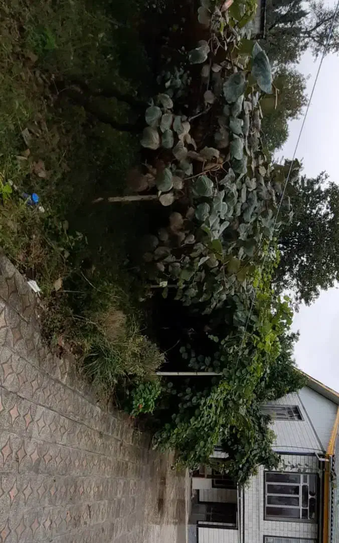 ویلا باغ ۵۵۰۰متر / ۴۰۰نهال کیوی پر محصول هایوارد|فروش خانه و ویلا|لیسار, |دیوار