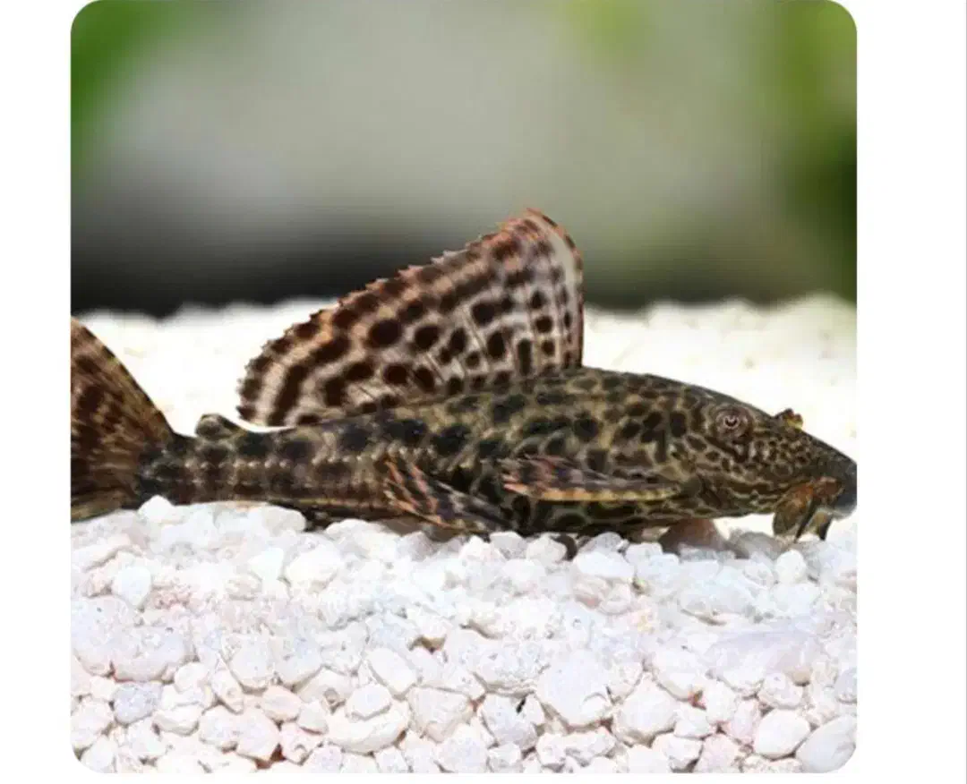 لجن خوار بزرگ با ماهی|ماهی|کرمان, |دیوار