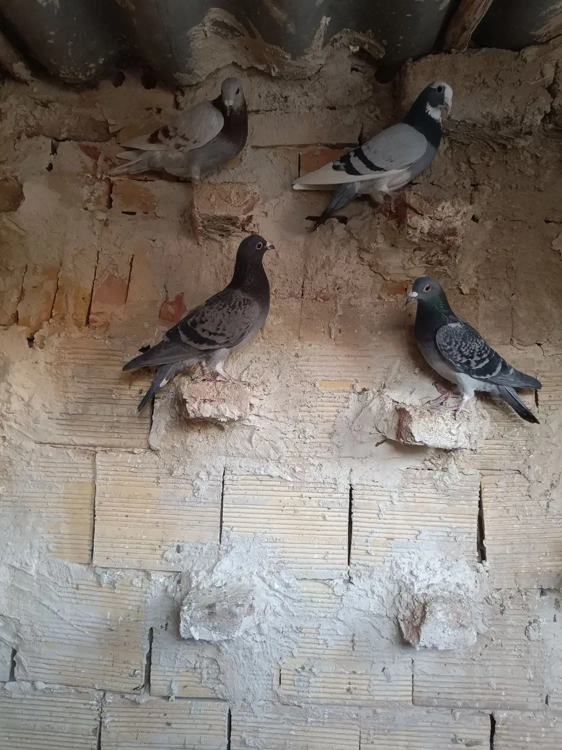 کبوتر مسافتی|پرنده|اهر, |دیوار