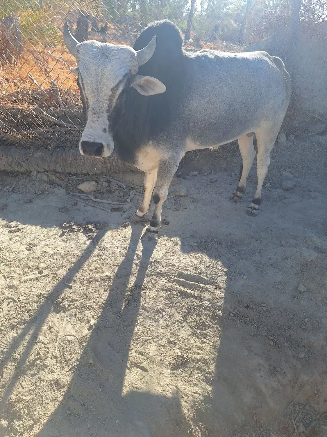 فروش گاو|حیوانات مزرعه|بنت, |دیوار