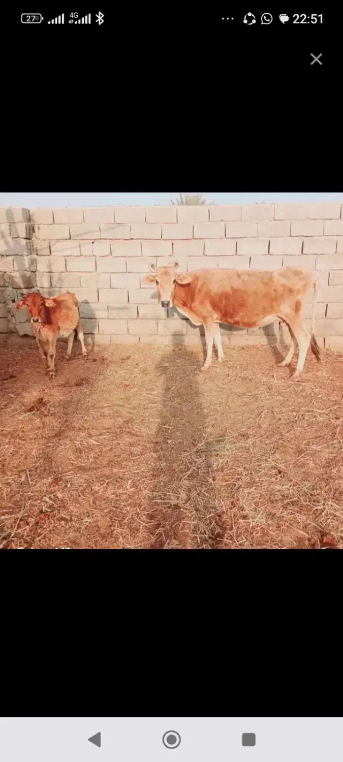 گاو و گوساله درجه یک جرسی|حیوانات مزرعه|کرمان, |دیوار