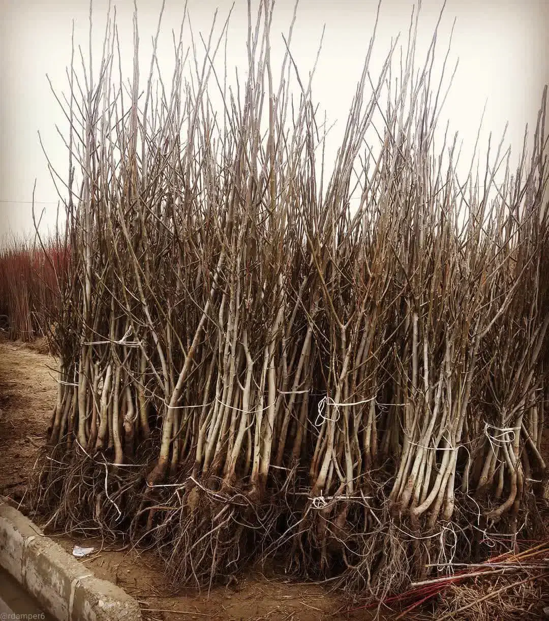 تولید نهال اصلاح شده باردهی از سال اول|خدمات باغبانی و درختکاری|هشتگرد, سیف آباد|دیوار