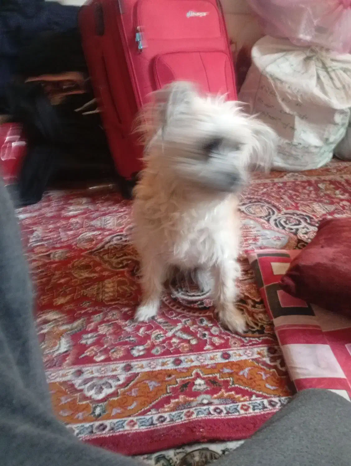 سگ تریر|سگ|کاشان, یزد‌آباد|دیوار