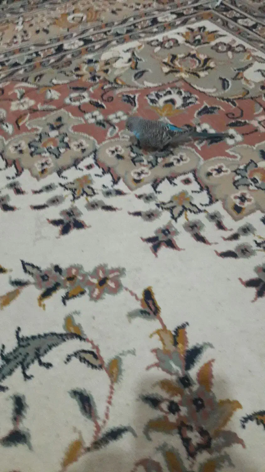 مرغ عشق سالم و بازیگوش|پرنده|سبزوار, توحیدشهر|دیوار