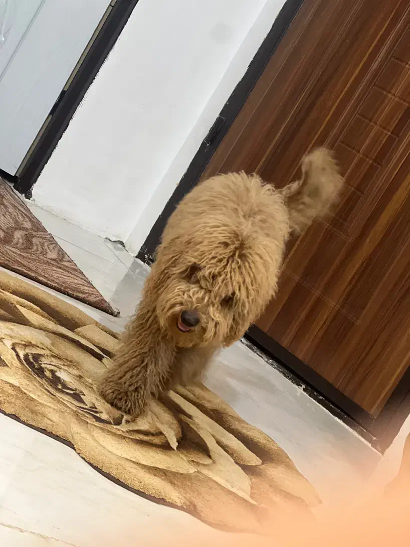 پودل توی|سگ|رباط‌کریم, نصیرشهر|دیوار