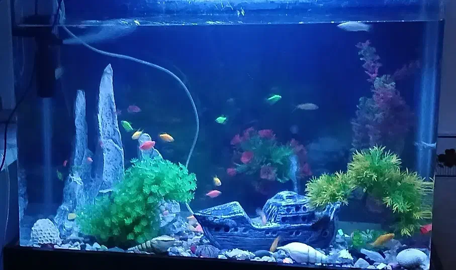 اکواریوم|ماهی|بیجار, |دیوار