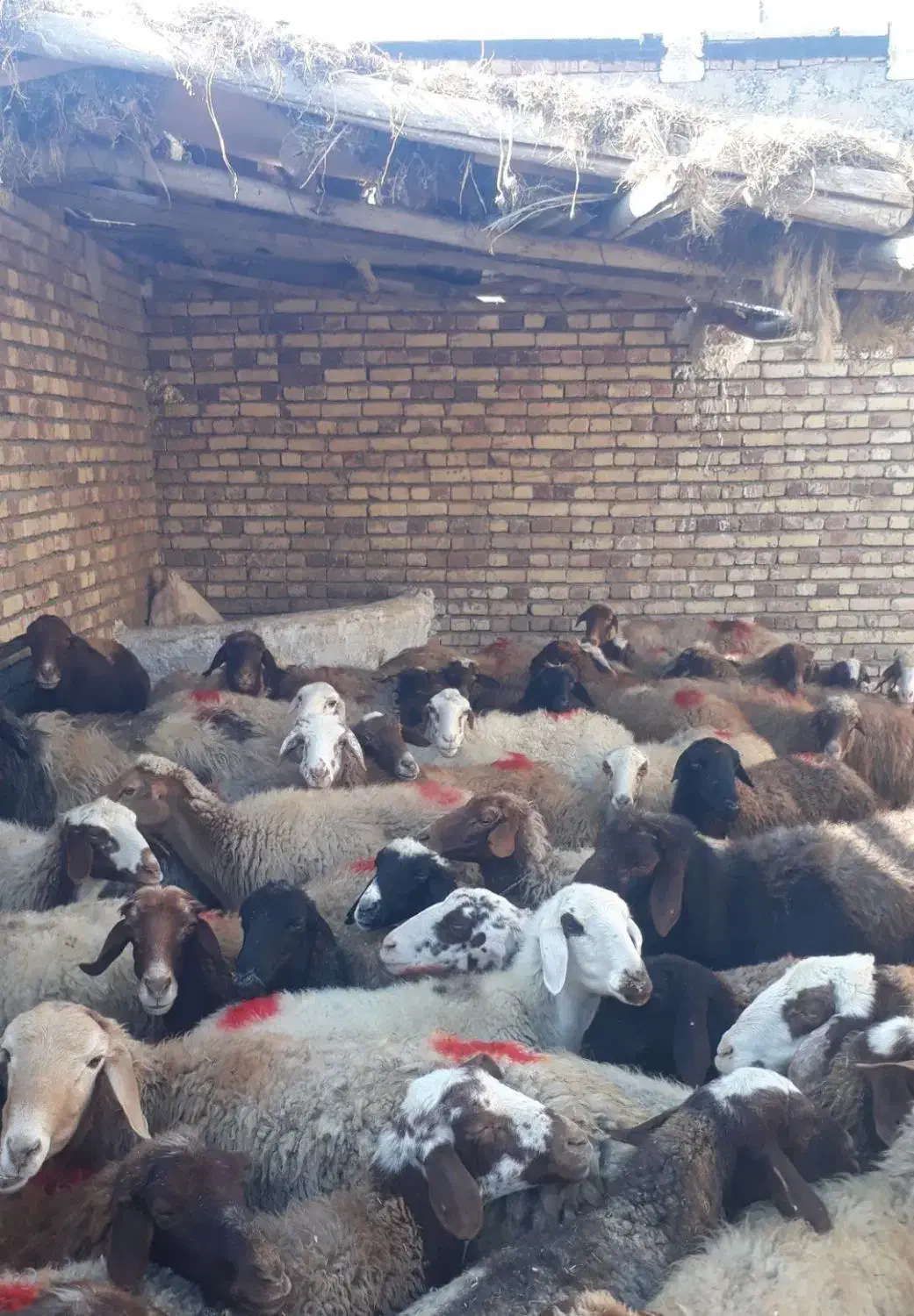 44راس میش ابستن یک و دوو شکم|حیوانات مزرعه|سنقر, |دیوار