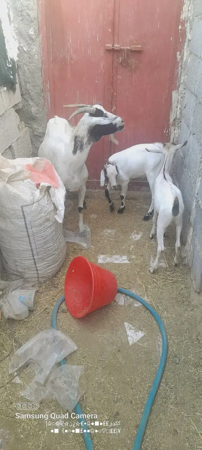 بز دوقلوزا|حیوانات مزرعه|بستک, |دیوار