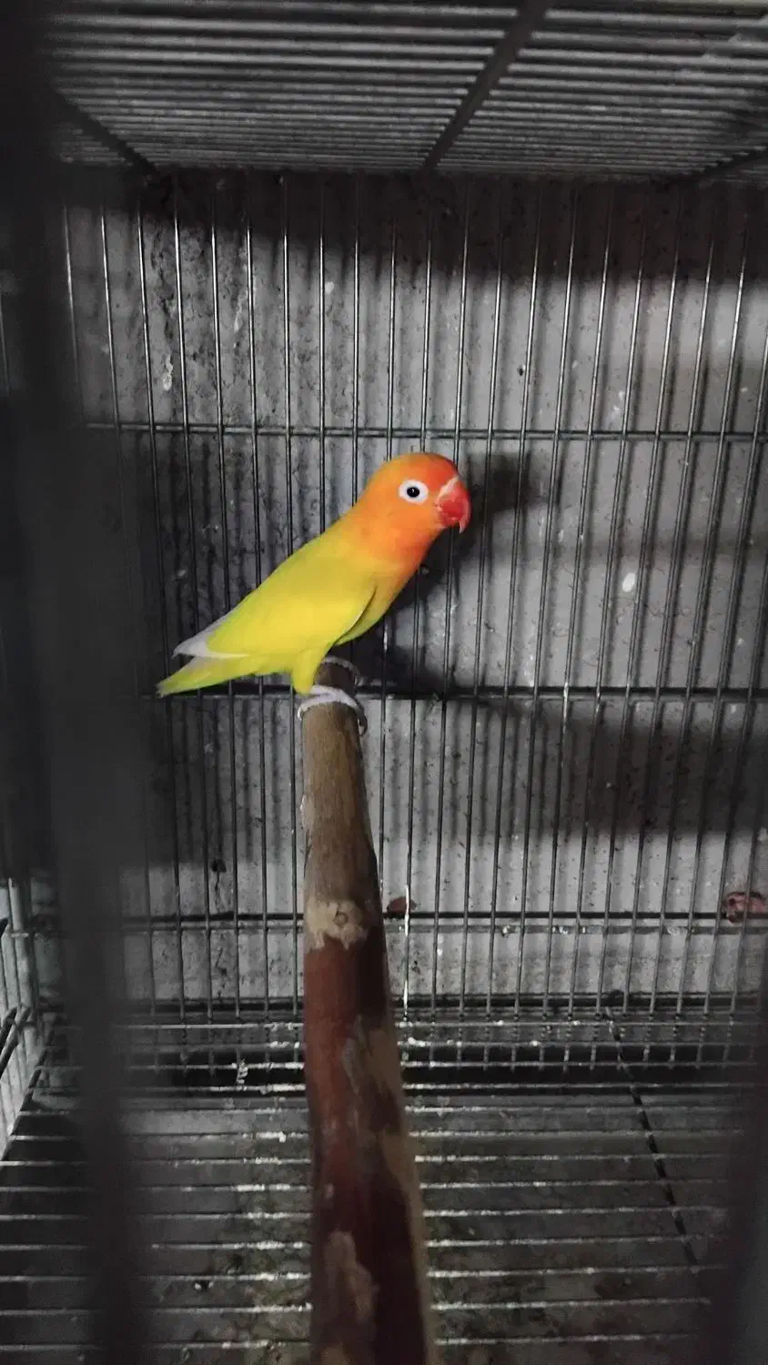 کتوله باتخم|پرنده|آران و بیدگل, |دیوار