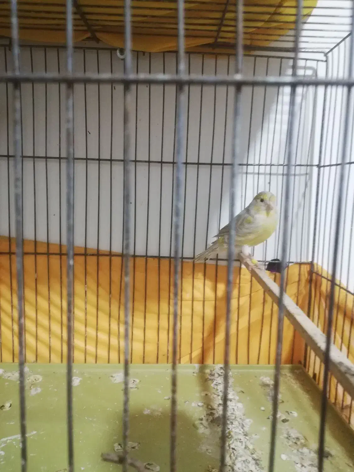 قناری|پرنده|پاکدشت, پاکدشت (مامازند)|دیوار