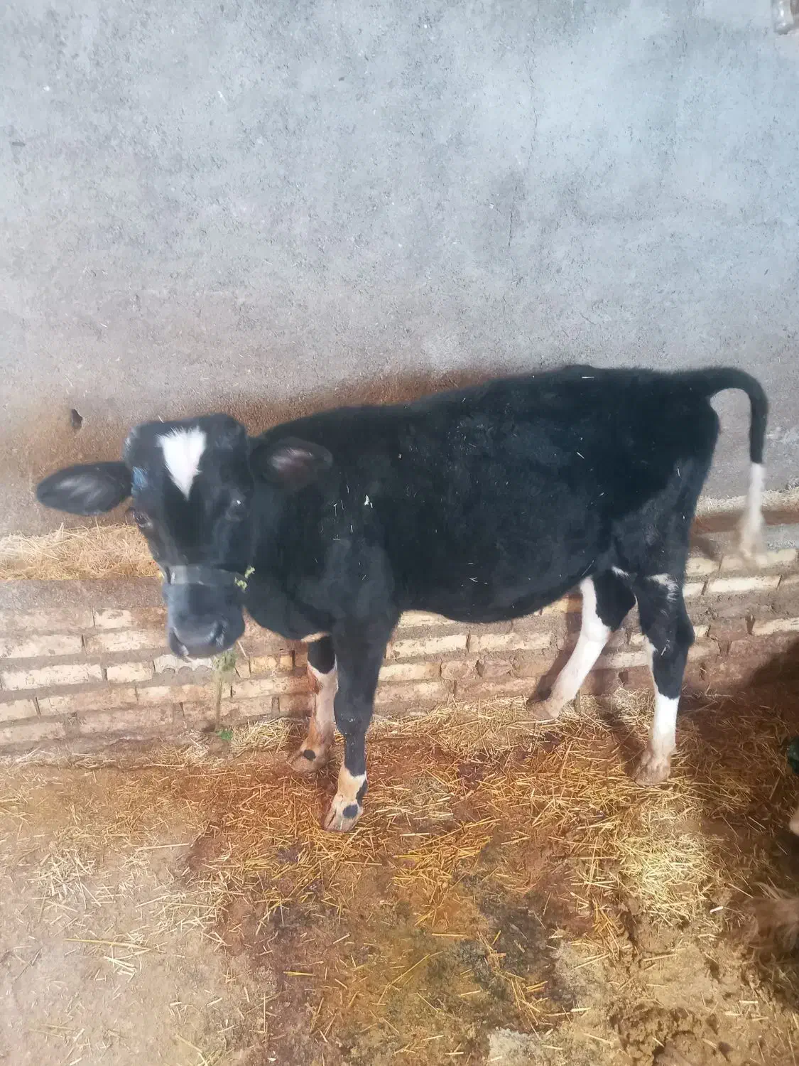 گوساله|حیوانات مزرعه|دالاهو, |دیوار