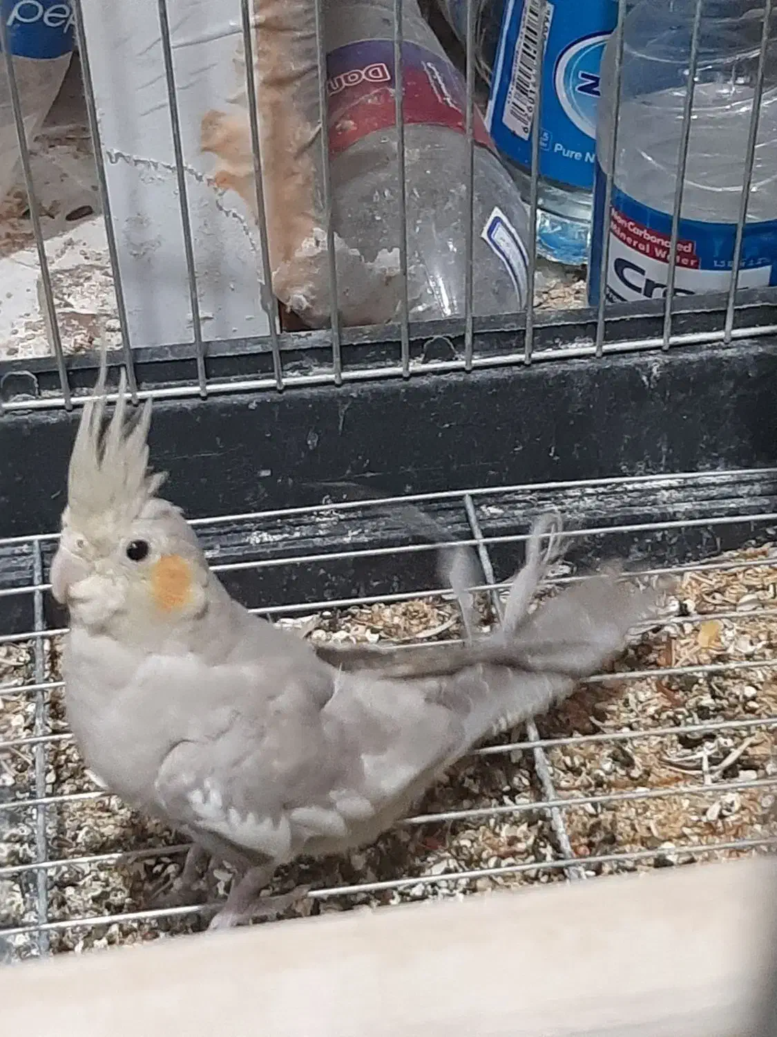 عروس هلندی|پرنده|تهران, هوانیروز|دیوار