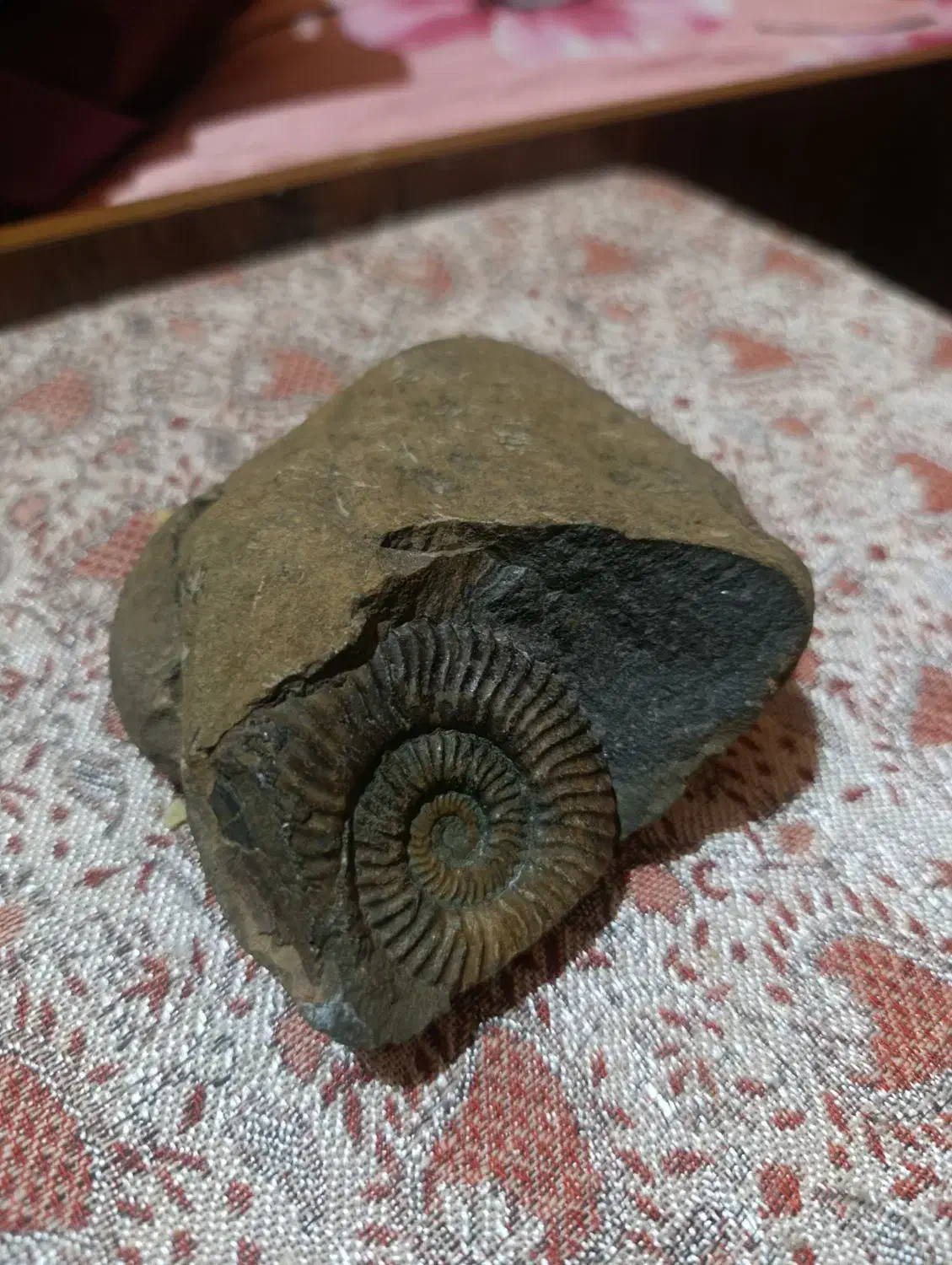 فسیل|کلکسیون اشیاء عتیقه|پردیس, فاز ۱|دیوار