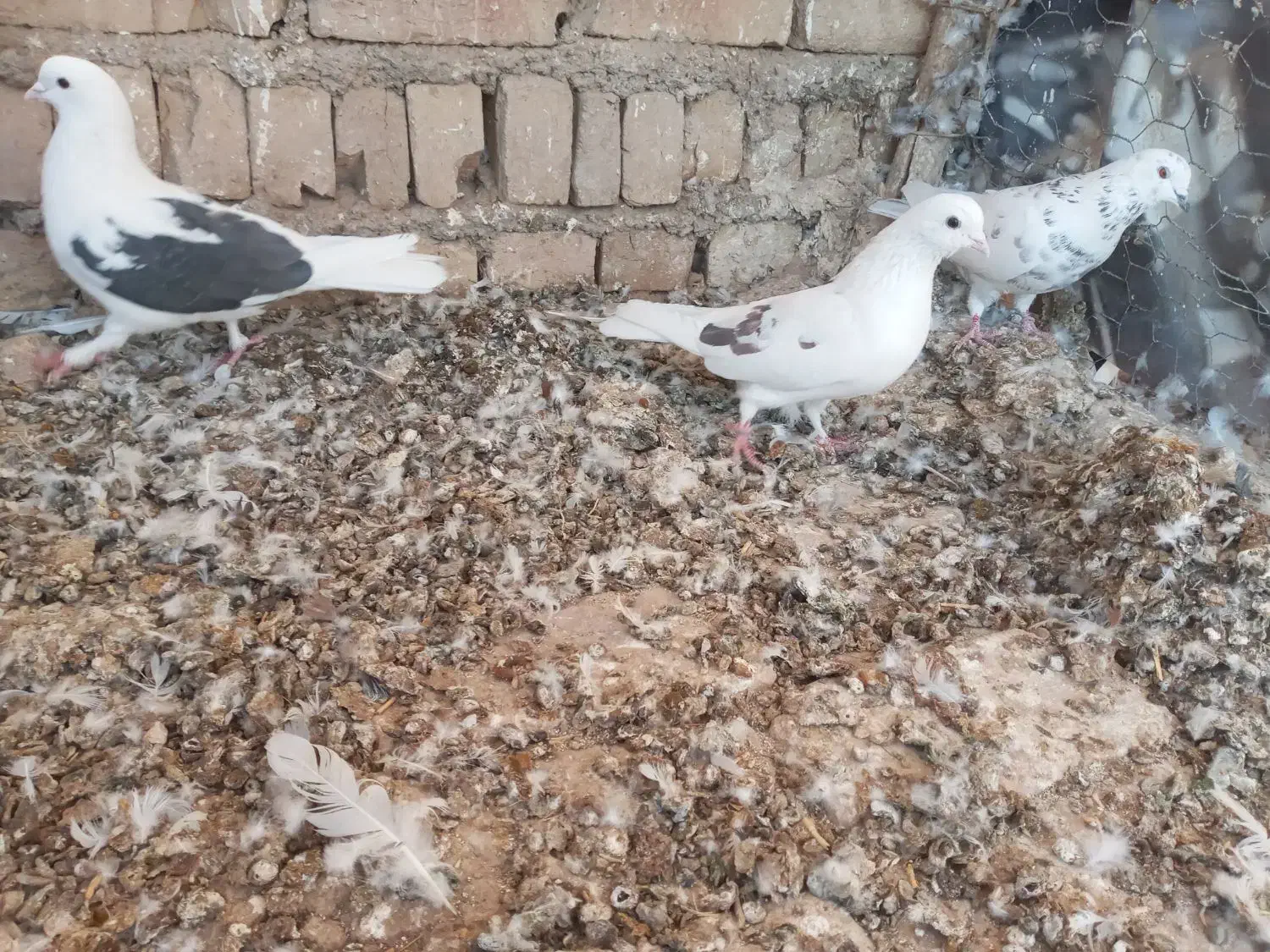 پرنده|پرنده|جوادآباد, |دیوار