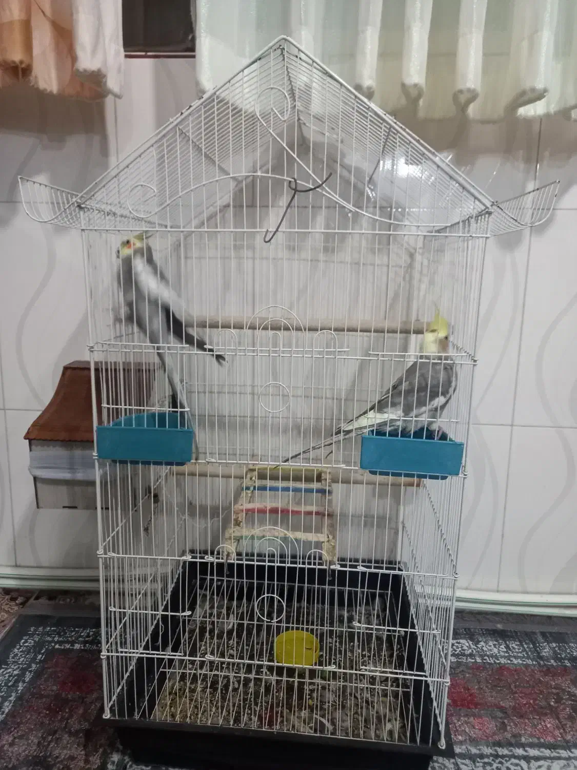 یک جفت عروس هلندی|پرنده|رباطکریم, شترخوار|دیوار