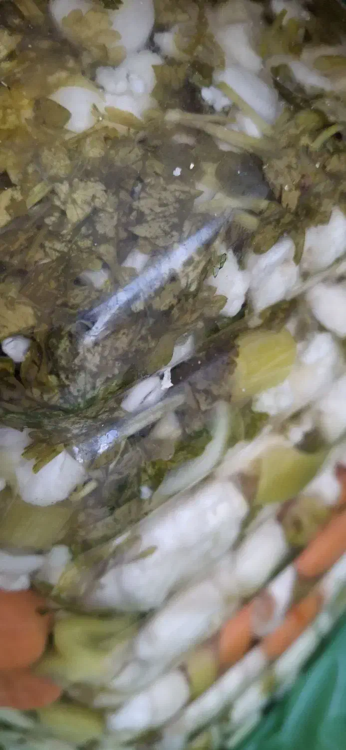 شور ترشی درجه یک|خوردنی و آشامیدنی|قم, بلوار امین و ساحلی|دیوار