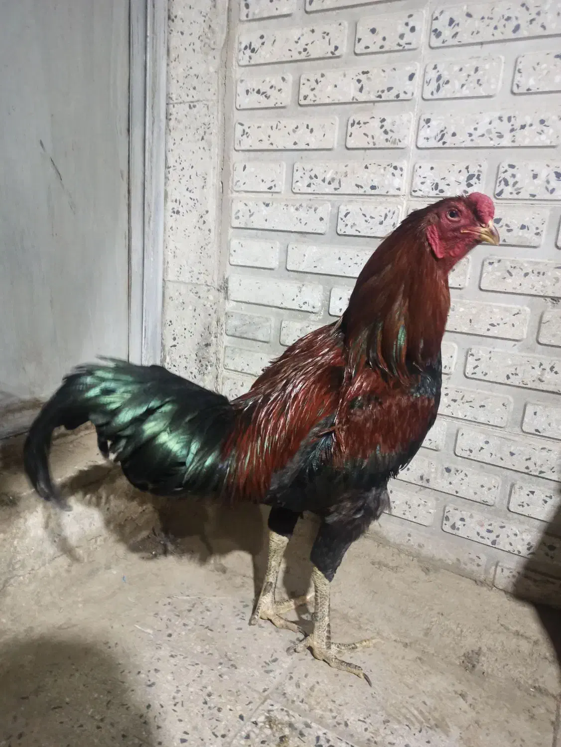 خروس|حیوانات مزرعه|ملایر, |دیوار