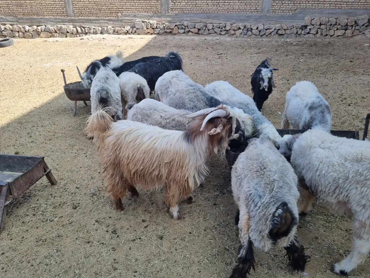 بره و بزغاله نر چاق چاق|حیوانات مزرعه|شهرکرد, |دیوار