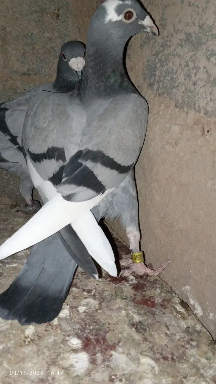 کفتر سبز نر|پرنده|قائن, |دیوار