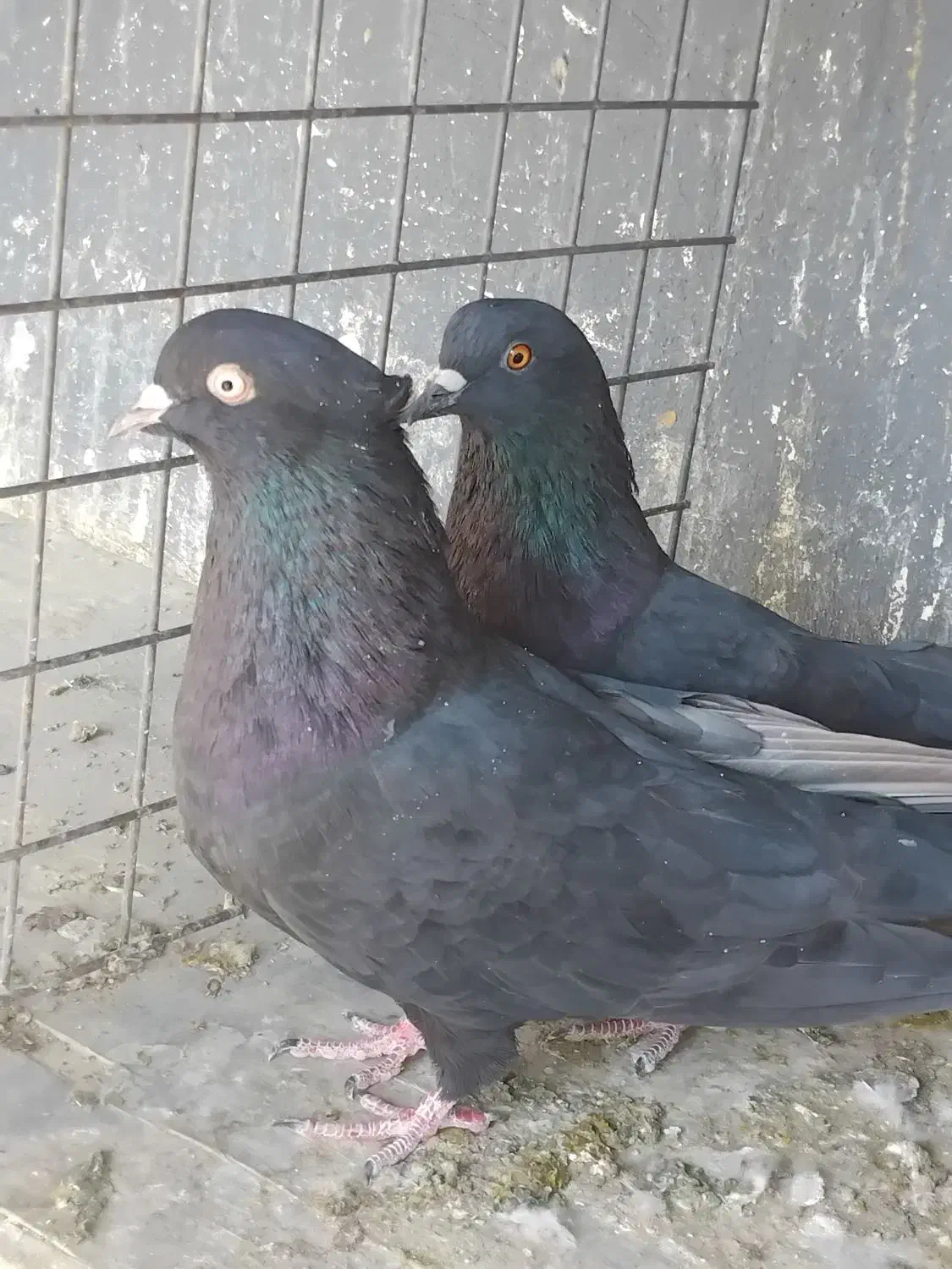 کبوتر ابادانی|پرنده|محمدشهر, جعفرآباد|دیوار