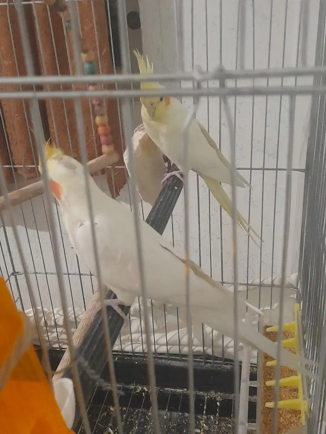 عروس هلندی مولد|پرنده|فولادشهر, مسکن مهر فولادشهر|دیوار