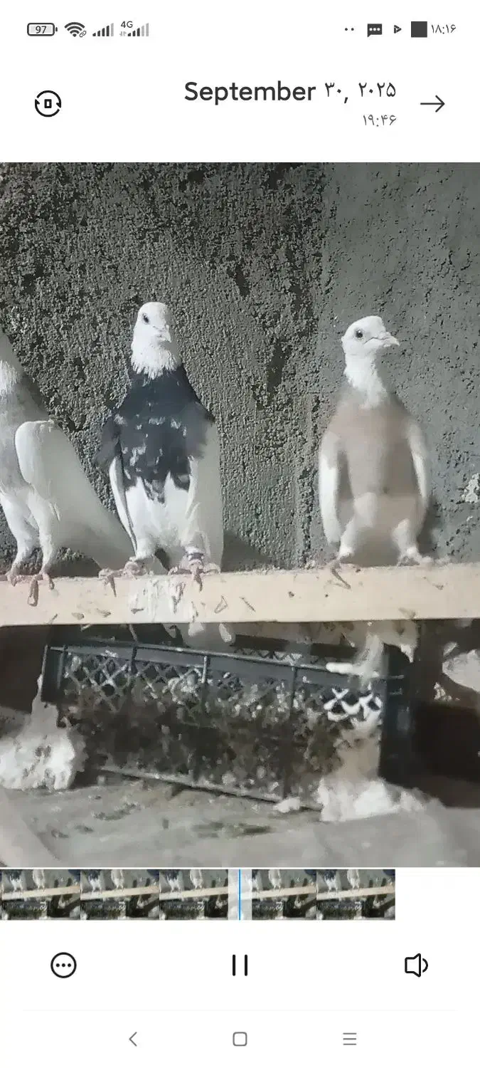 جفت طوقی زرین|پرنده|سلامی, |دیوار