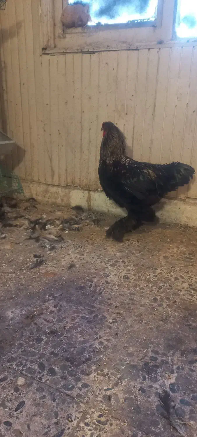 دو عدد خروس برهما|حیوانات مزرعه|بابل, |دیوار