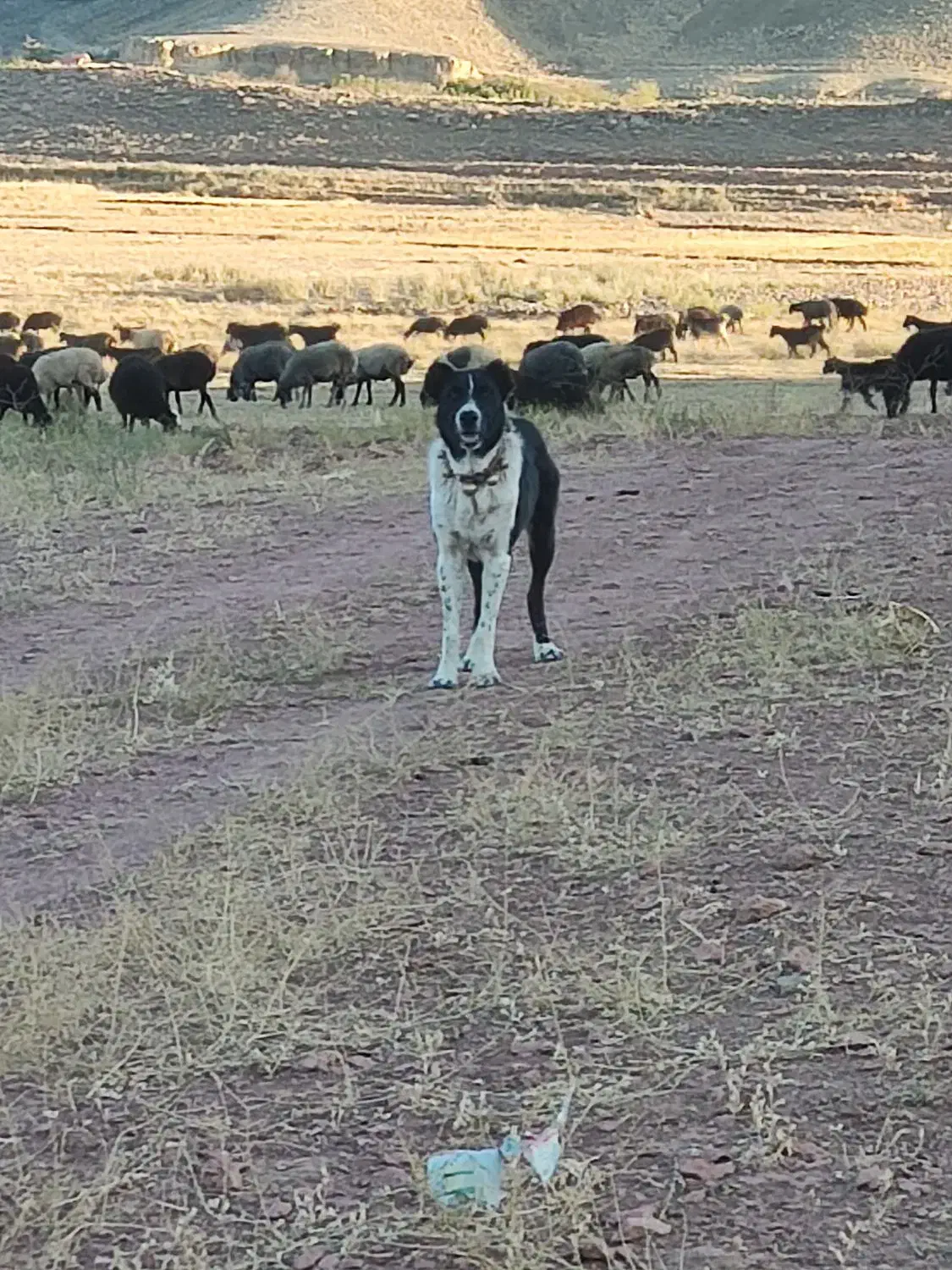 سگ چنبر گله ای به شرط همه چی|سگ|سلفچگان, |دیوار