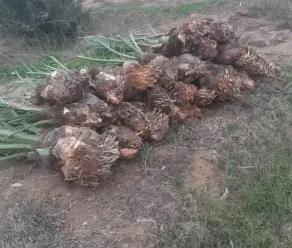 پاجوش نخل|گل و گیاه طبیعی|داراب, |دیوار