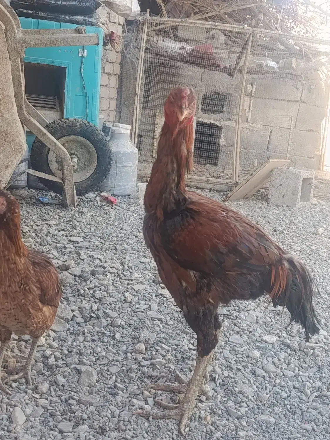 فروشی|حیوانات مزرعه|فنوج, |دیوار