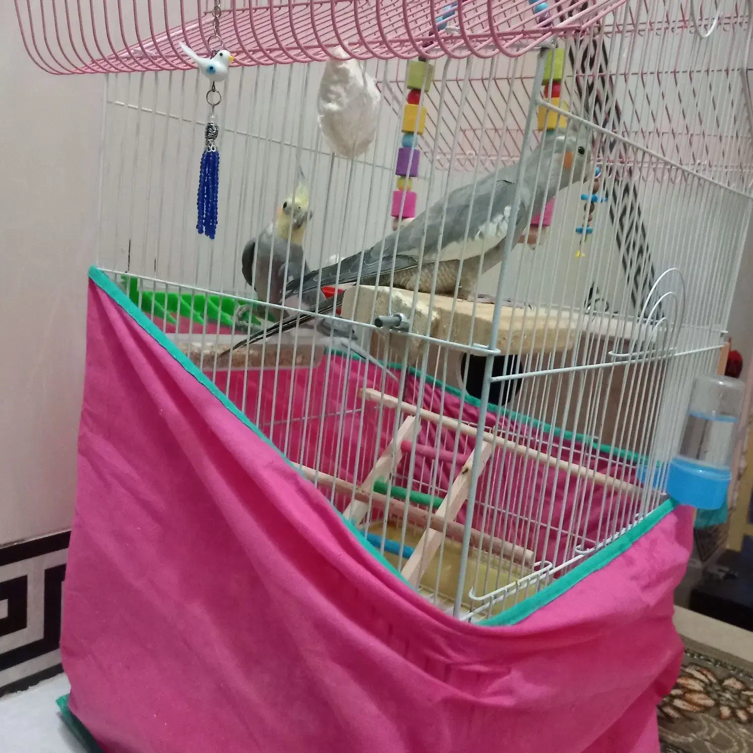 یک جفت عروس هلندی|پرنده|صحنه, |دیوار