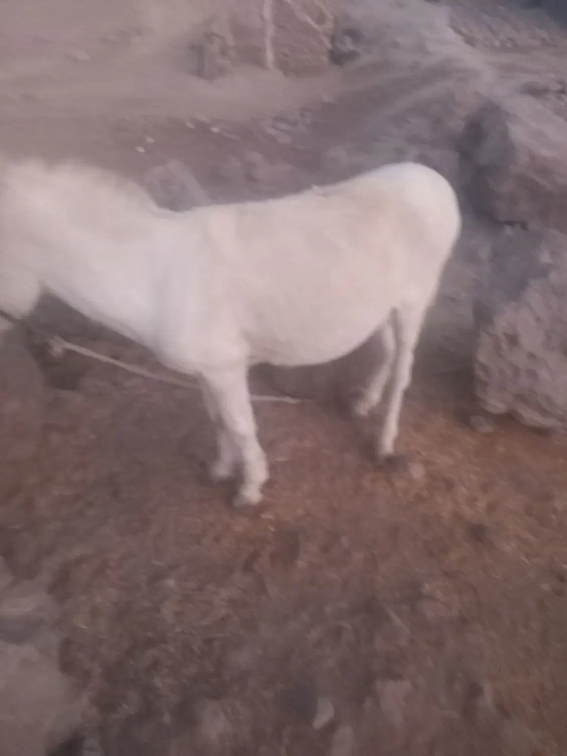 الاغ فروشی|حیوانات مزرعه|کنار تخته و کمار, |دیوار