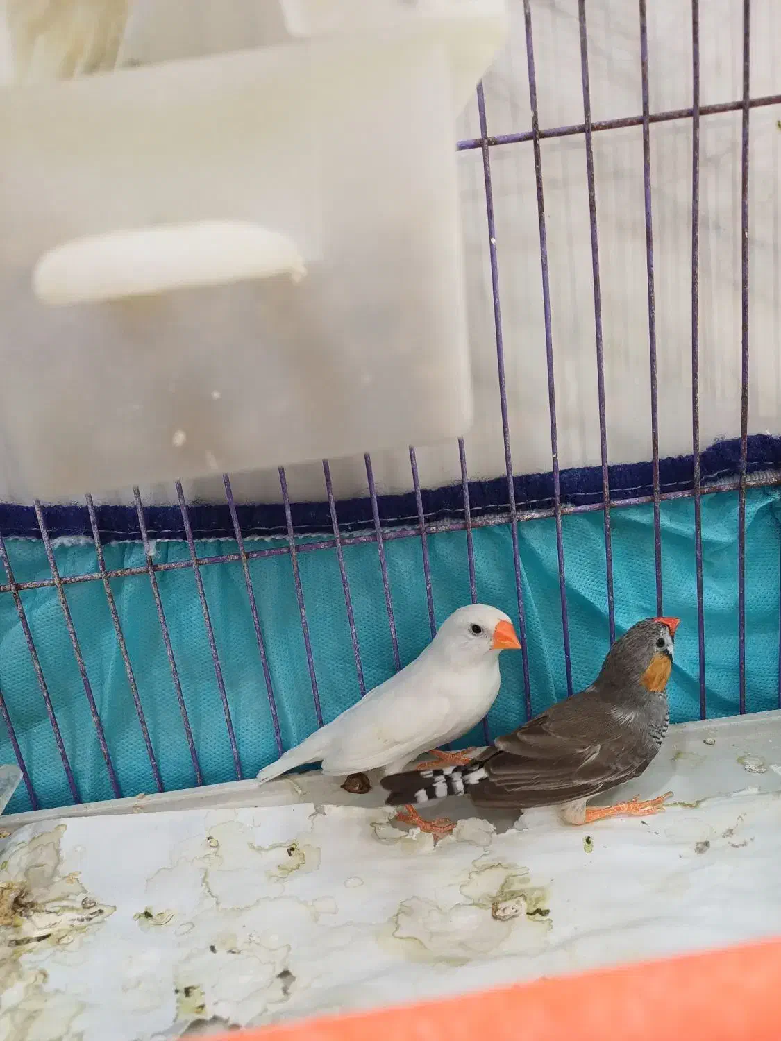 فنچ نر و ماده|پرنده|خرم‌آباد, |دیوار