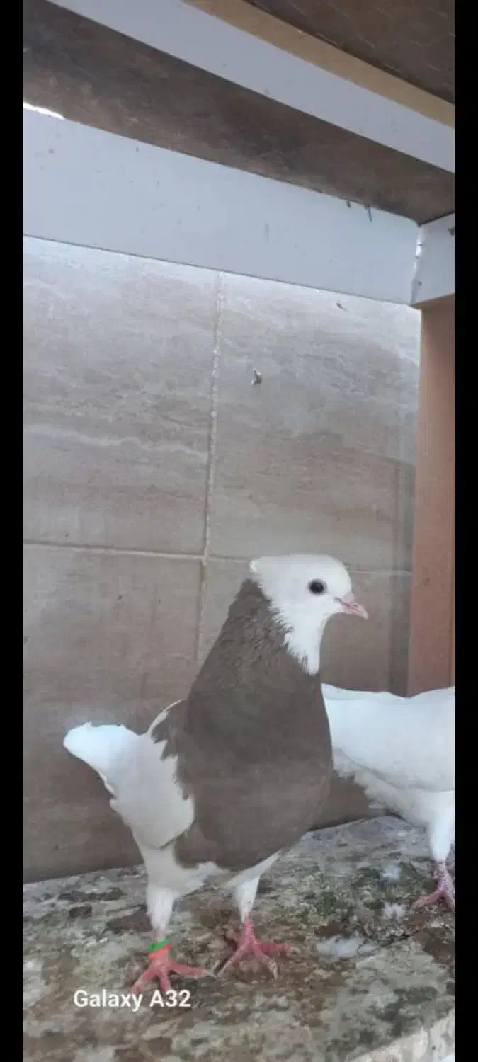 معاوضه|پرنده|ایلام, |دیوار