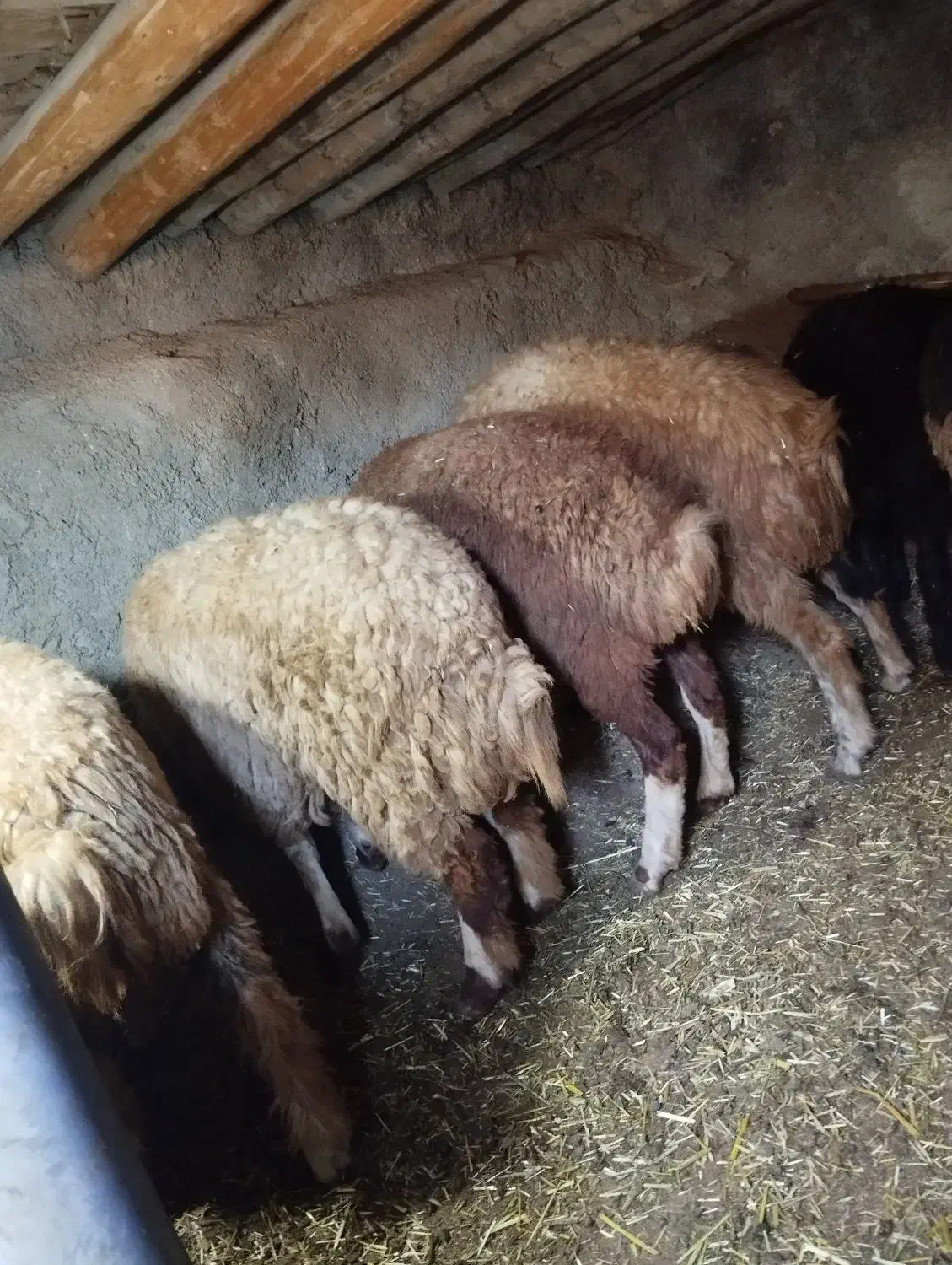 6عددبره ماده جفتی 22 ملیون مقتوع|حیوانات مزرعه|مریوان, |دیوار