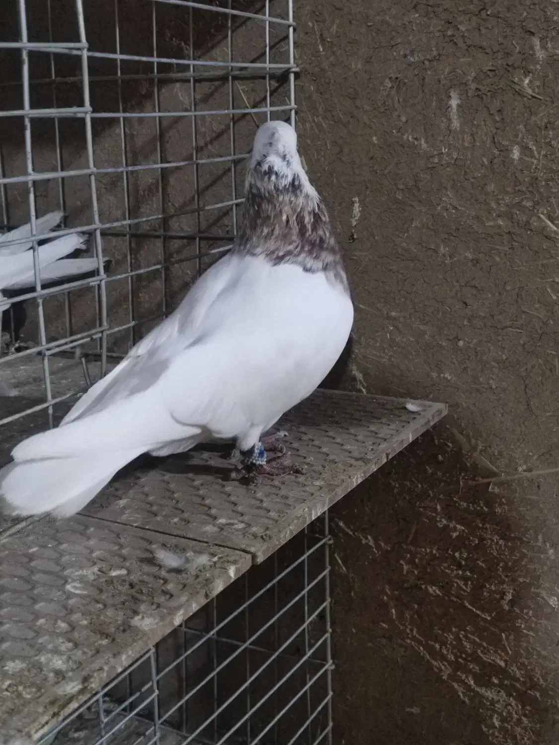 کفتر طوقی نر هفترنگ|پرنده|اصفهان, محمودیه|دیوار