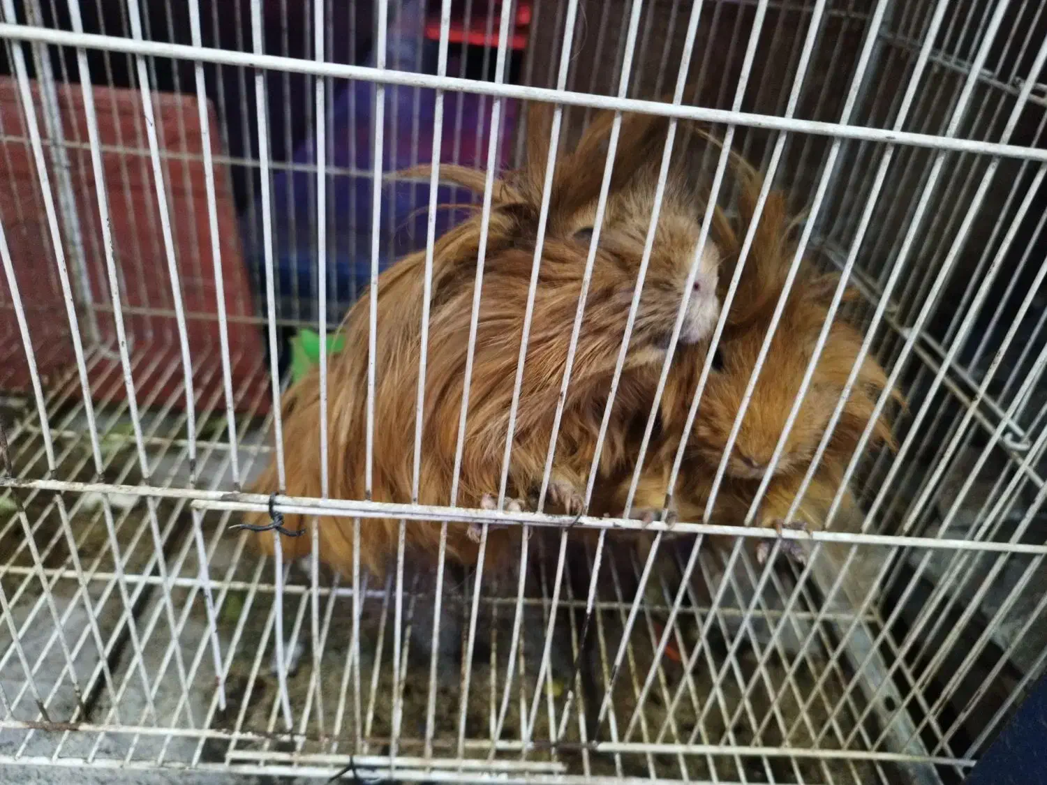 خوکچه هندی فشن یک جفت|موش و خرگوش|مشهد, عامل|دیوار