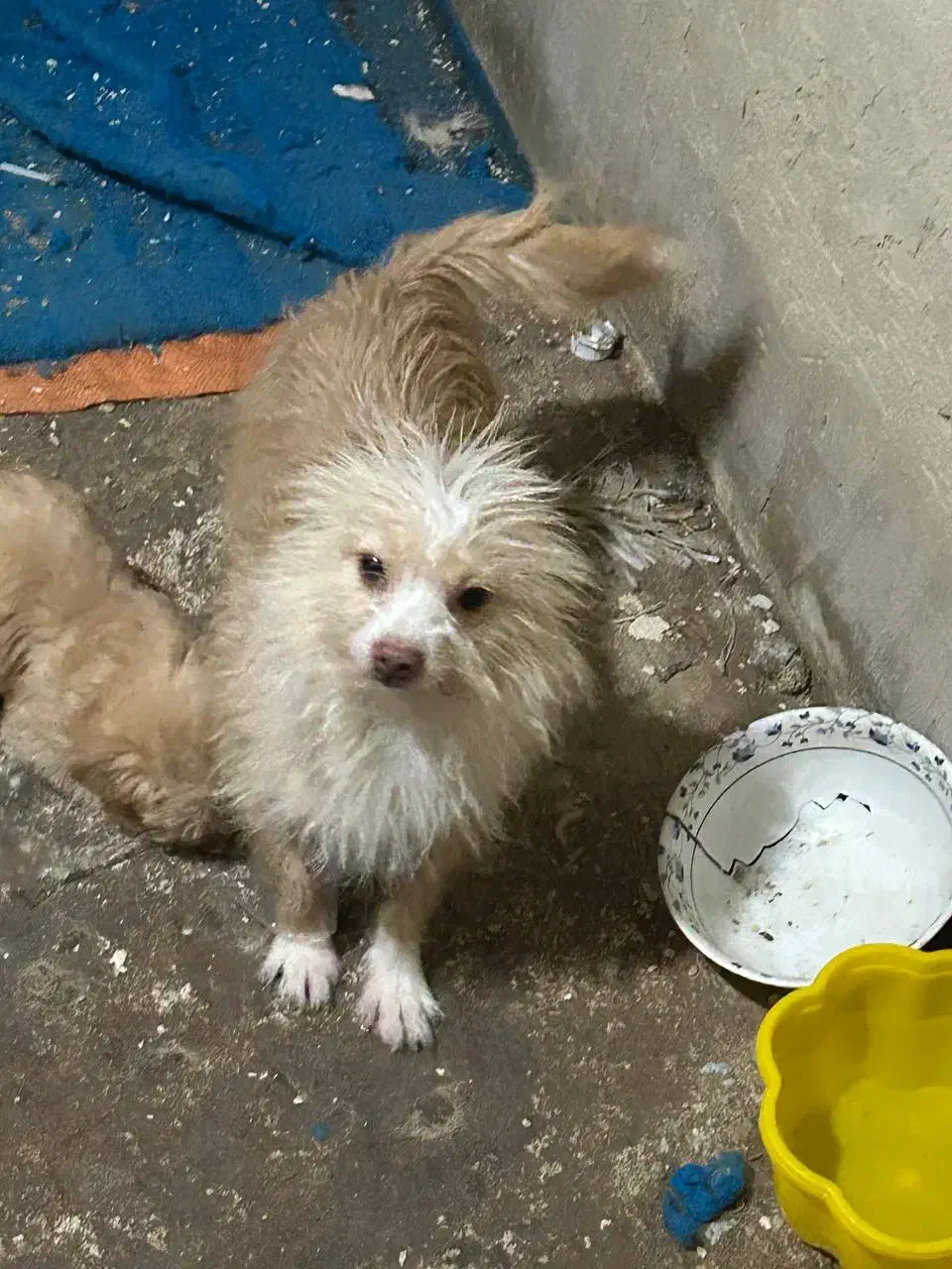 با سلام از دیوار|سگ|مراغه, |دیوار