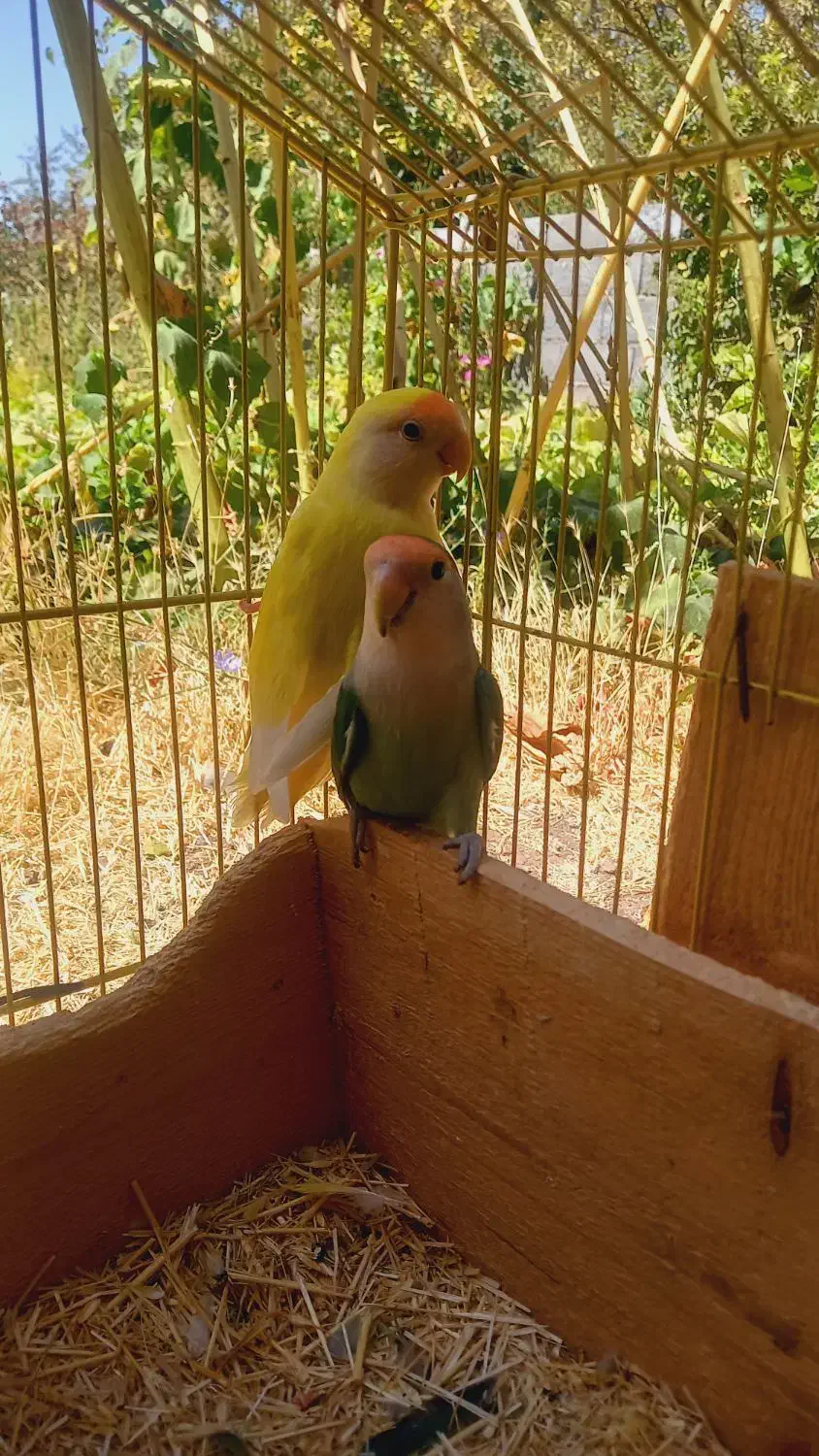 طوطی برزیلی|پرنده|خلخال, |دیوار