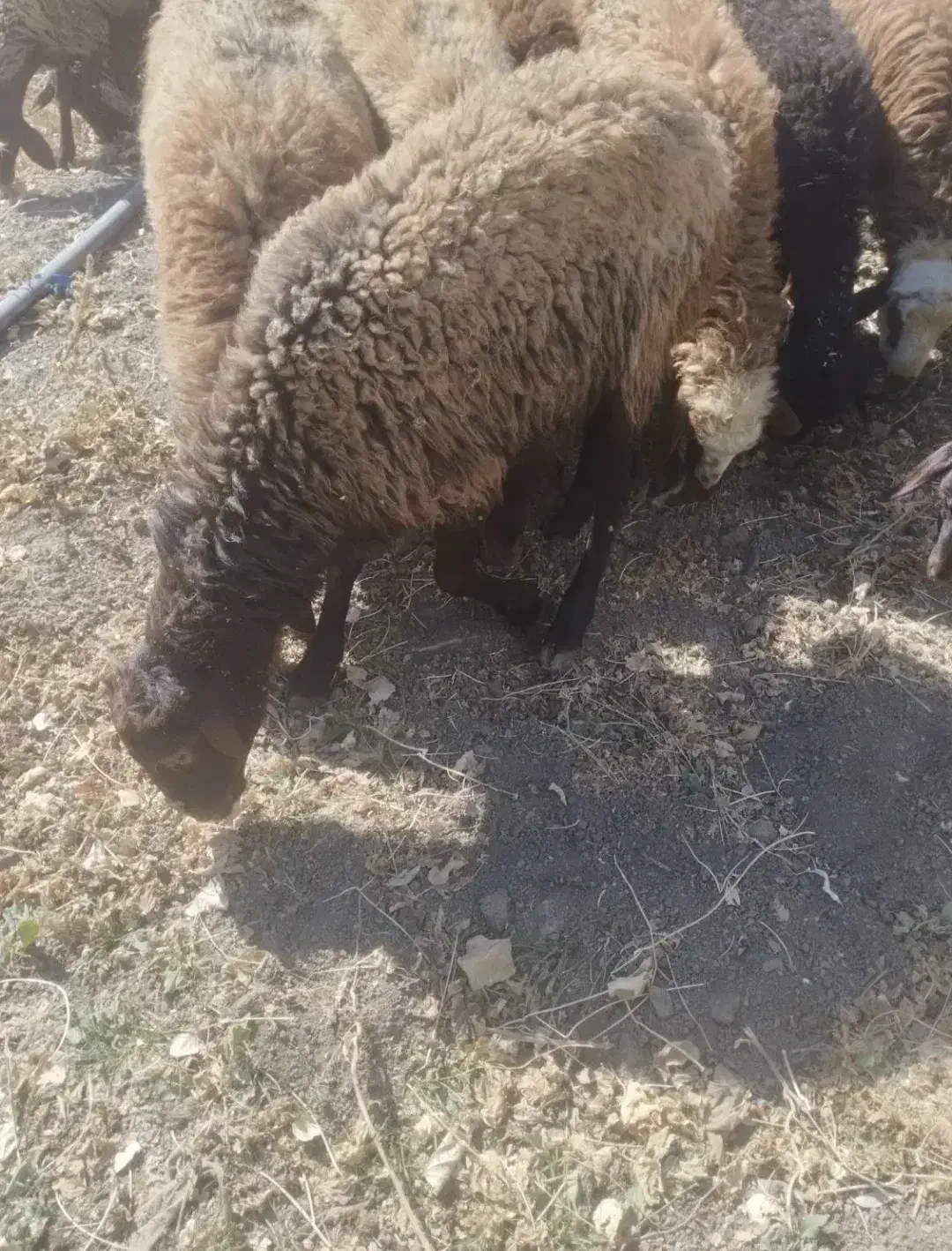 کاور نر پوشی کیلوی نیست|حیوانات مزرعه|مریوان, |دیوار