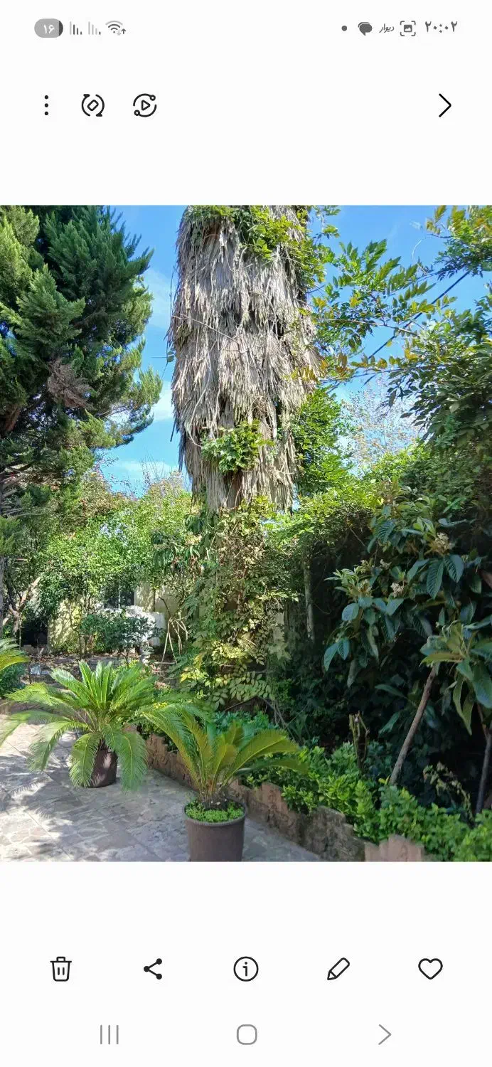 گل و گیاه|گل و گیاه طبیعی|رشت, لاکان شهر|دیوار