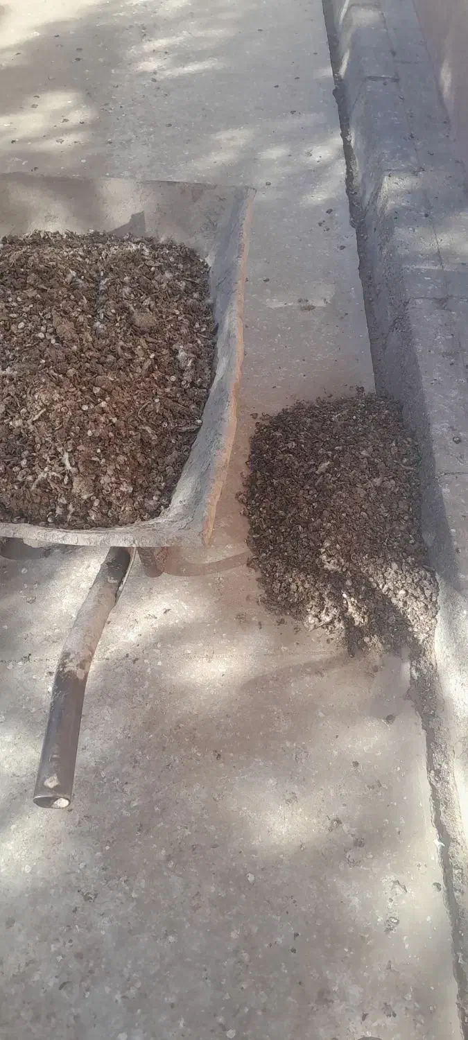 زل کبوتر|خزنده|همدان, |دیوار