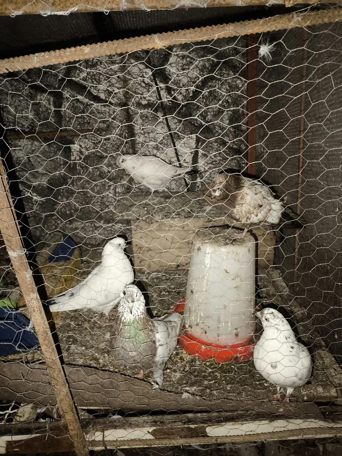 کبوتر پرشی|پرنده|ماسال, |دیوار