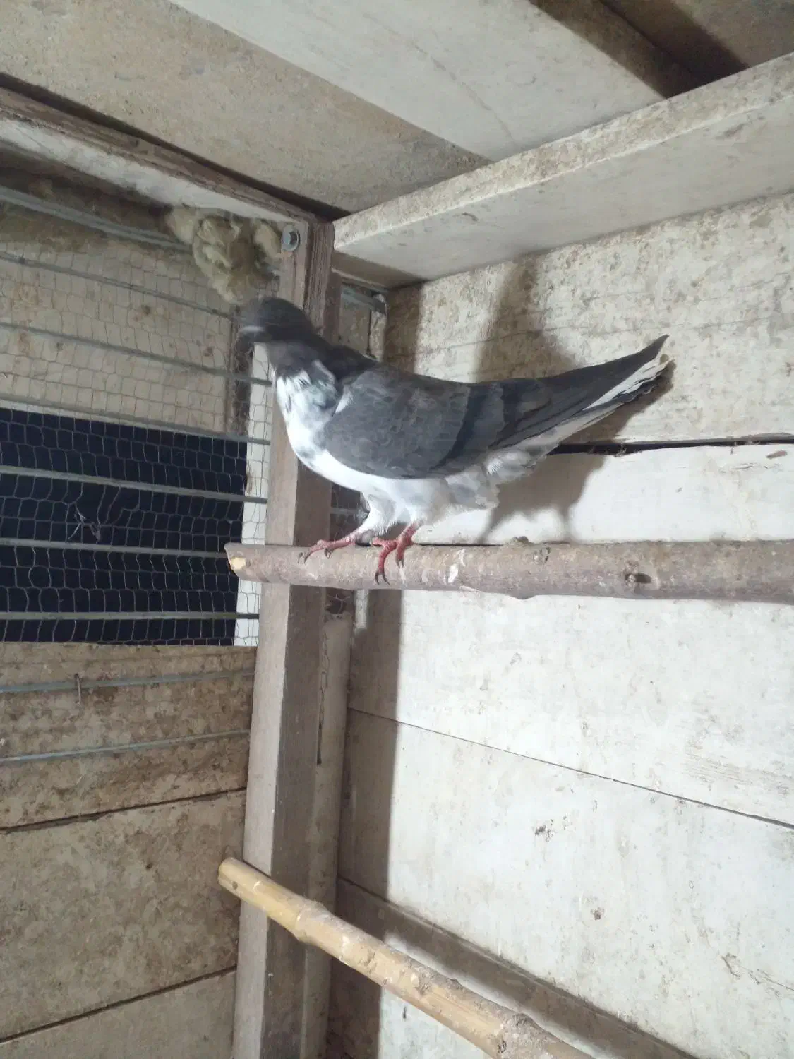 کبوتر پرشی|پرنده|رودسر, |دیوار