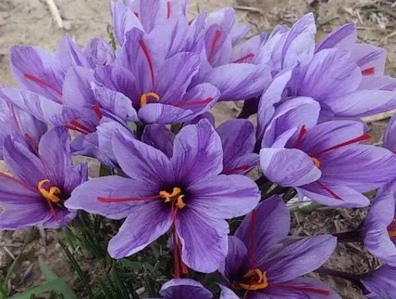 فروش گل زعفران|خوردنی و آشامیدنی|مشهد, ترمینال|دیوار