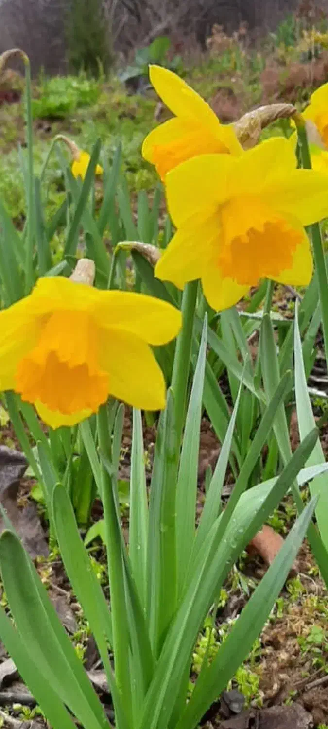 پیاز گلهای معطر|گل و گیاه طبیعی|رشت, نیروی دریایی|دیوار