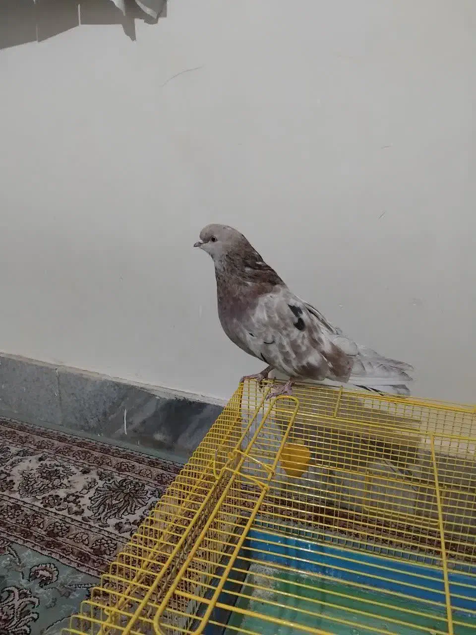 کبوتر سرور|پرنده|ملایر, |دیوار