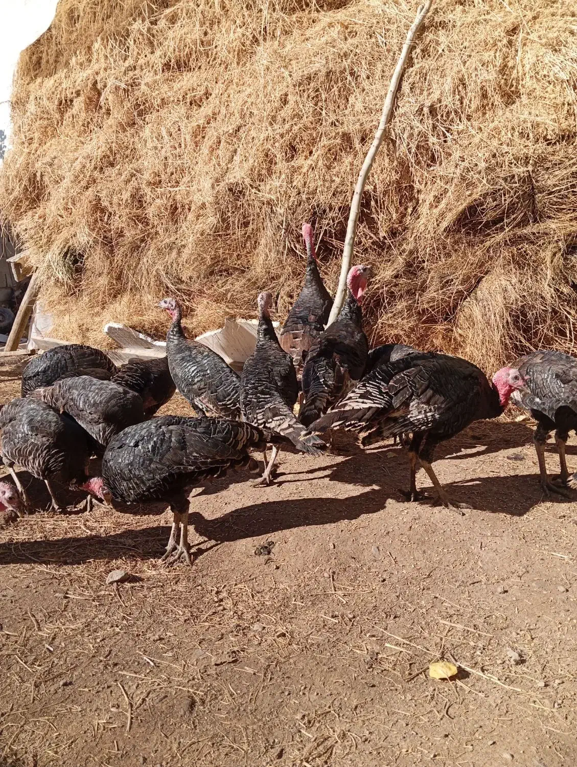 بوقلمون|حیوانات مزرعه|کشکسرای, |دیوار